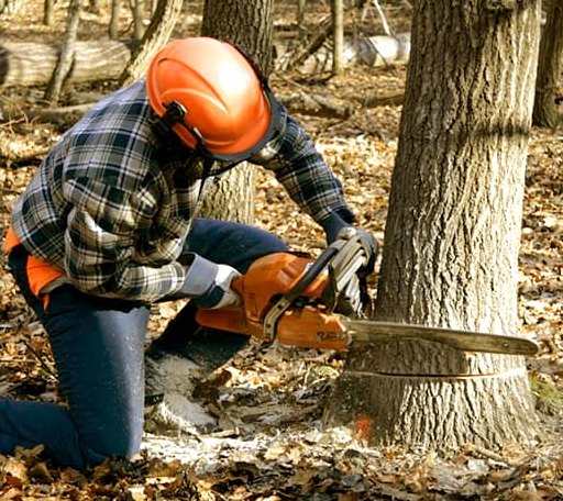 Tree Removal in Vance, MS